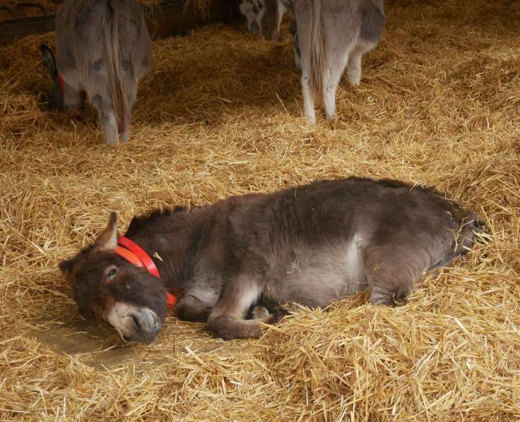 Family Travel Blog - Donkey Sanctuary