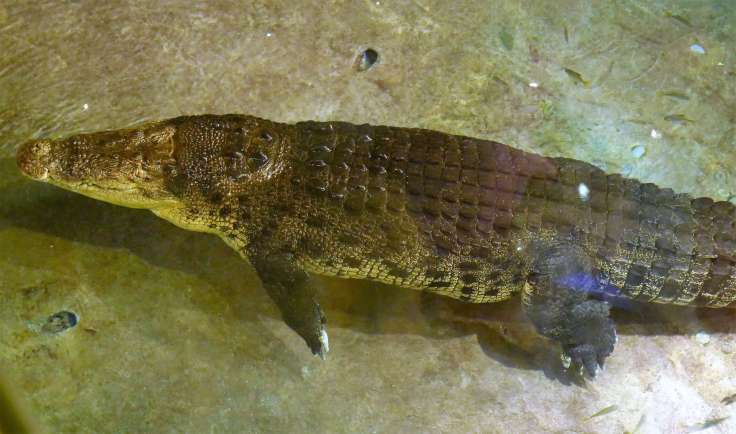 Family-Travel-Blog-Dubai-Crocodile