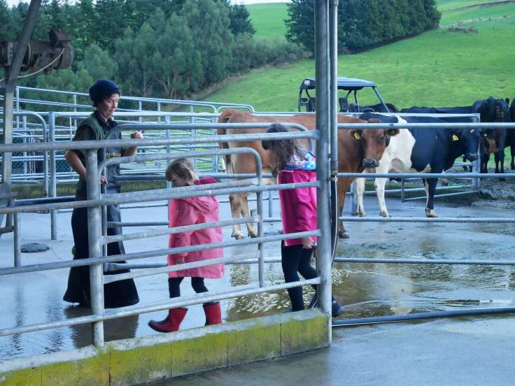 Round the world with my family milking cows
