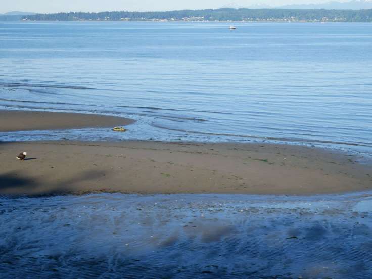 Golden eagle on the beach