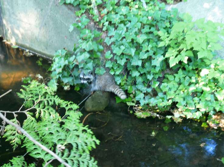 Raccoon in Stanley Park, Vancouver